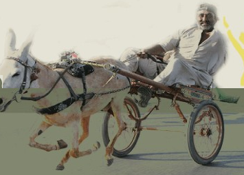 donkey cart race